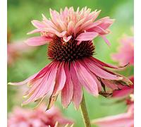 6 x Pensée de jardin - Echinacea purpurea 'Doubledecker' - pot 9cm x 9cm