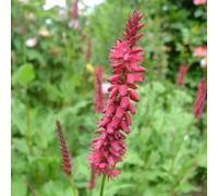 6 x persicaire, renouée - persicaria amplexicaulis 'inverleith' - godet 9x9 cm