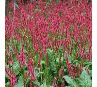 6 x persicaire, renouée - persicaria amplexicaulis 'red baron' - godet 9x9 cm