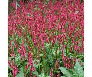 6 x persicaire, renouée - persicaria amplexicaulis 'red baron' - godet 9x9 cm
