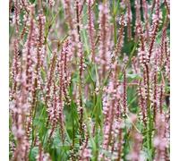 6 x persicaire, renouée - persicaria amplexicaulis 'rosea' - godet 9x9 cm