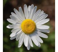 6 x Petite Marguerite - Leucanthemum vulgare - Pot 9cm x 9cm