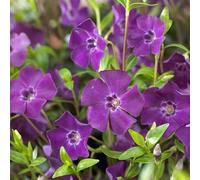 6 x Petite pervenche 'Atropurpurea' - Vinca Minor 'Atropurpurea' - Godet 9x9 cm, Fleurs Pourpres, Couvre-sol Persistant