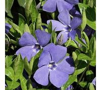 6 x Petite Pervenche Bleu - Vinca minor Godet 9x9cm: Un Solide Couvre-Sol aux Fleurs Magnifiques