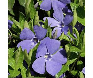 6 x Petite Pervenche Bleu - Vinca minor Godet 9x9cm: Un Solide Couvre-Sol aux Fleurs Magnifiques