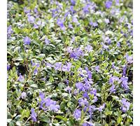 6 x Petite pervenche 'La Grave - Bowles Variety' - Vinca Minor - Godet 9x9 cm, Robuste et Florifère, Idéal en Sous-bois