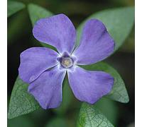 6 x petite pervenche 'la grave' - vinca minor 'la grave' (='bowles variety') -