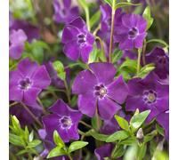 6 x petite pervenche - vinca minor 'atropurpurea' - godet 9x9 cm