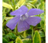 6 x petite pervenche - vinca minor 'aureovariegata' - godet 9x9 cm