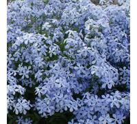6 x Phlox divariqué 'Clouds Of Perfume' - Phlox Divaricata - Godet 9x9cm - Violet, mi-ombre, sol bien drainé