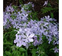 6 x phlox divariqué - phlox divaricata 'clouds of perfume' - godet 9x9 cm