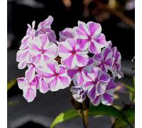 6 x phlox maculé - phlox maculata 'natascha' - godet 9x9 cm