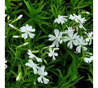 6 x phlox mousse - phlox subulata 'calvides white' - godet 9x9 cm