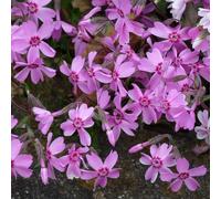 6 x phlox mousse - phlox subulata 'moerheimii' - godet 9x9 cm