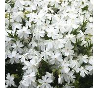 6 x phlox nain - phlox douglasii 'white admiral' - godet 9x9 cm