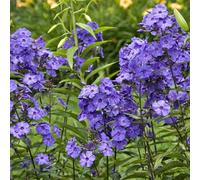 6 x Phlox paniculé 'Blue Paradise' - Phlox Paniculata 'Blue Paradise' - Godet 9x9cm