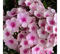 6 x Phlox paniculé 'Bright Eyes' - Phlox Paniculata 'Bright Eyes' - Godet 9x9cm - Rose, plein soleil à mi-ombre, sol bien drainé