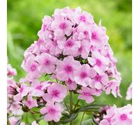 6 x phlox paniculé - phlox paniculata 'bright eyes' - godet 9x9 cm