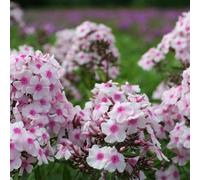 6 x phlox paniculé - phlox paniculata 'europa' - godet 9x9 cm
