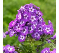 6 x phlox paniculé - phlox paniculata 'laura' - godet 9x9 cm