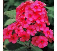 6 x phlox paniculé - phlox paniculata 'starfire' - godet 9x9 cm