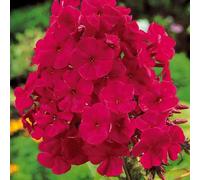 6 x phlox paniculé - phlox paniculata 'tenor' - godet 9x9 cm