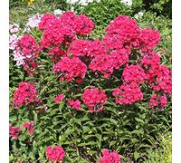 6 x Phlox paniculé 'Starfire' - Phlox Paniculata 'Starfire' - Godet 9x9cm - Rouge, plein soleil à mi-ombre, sol bien drainé