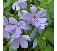 6 x phlox rampant - phlox stolonifera 'blue ridge' - godet 9x9 cm