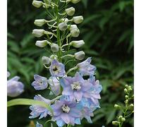 6 x pied d'alouette belladone - delphinium 'guinevere' - godet 9x9 cm