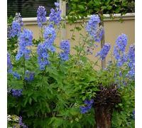 6 x Pied d'Alouette de Chine 'Blauer Zwerg' - Delphinium Grandiflorum - Godet 9x9cm - Bleu vif, compact, soleil