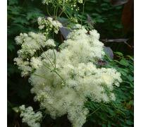 6 x pigamon - thalictrum aquilegifolium 'album' - godet 9x9 cm