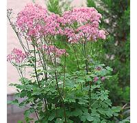 6 x pigamon - thalictrum aquilegifolium - godet 9x9 cm