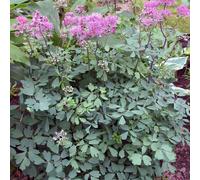 6 x pigamon - thalictrum aquilegifolium 'thundercloud' - godet 9x9 cm