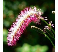 6 x Pimprenelle du Japon - Sanguisorba obtusa - pot 9cm x 9cm