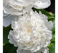 6 x Pivoine de Chine 'Duchesse De Nemours' - Paeonia - Godet 9x9 cm, Fleurs Blanches Parfumées, Magnifique en Fleurs Coupées