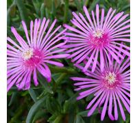 6 x Plantes vivaces de midi - Delosperma cooperi - Pot 9cm x 9cm
