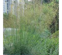 6 x Plume d'oie géante - Stipa Gigantea - Pot 9cm x 9cm