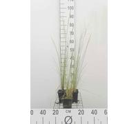 6 x Poa labillardieri - Fétuque de Labillardière - pot 9 x 9 cm
