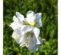 6 x polémoine blanche, échelle de jacob - polemonium caeruleum 'album' - godet