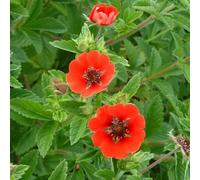 6 x Potentille vivace 'Gibsons Scarlet' - Potentilla 'Gibson's Scarlet' - Godet 9x9cm - Rouge, plein soleil à mi-ombre, sol bien drainé