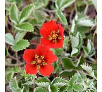 6 x Potentille vivace - Potentilla Atrosanguinea - Godet 9x9cm - Rouge, plein soleil à mi-ombre, sol bien drainé