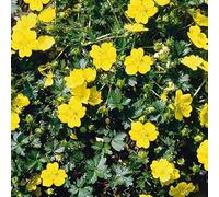 6 x Potentille vivace - Potentilla Aurea - Godet 9x9cm - Jaune, plein soleil à mi-ombre, sol bien drainé