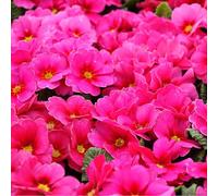 6 x Primevère rose - Primula Rosea - Godet 9x9cm - Rose, plein soleil à mi-ombre, sol frais et bien drainé