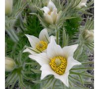 6 x Pulsatille à fleurs blanches Alba - Pulsatilla vulgaris 'Alba' - Pot 9cm x 9cm