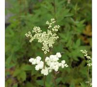 6 x reine des près - filipendula ulmaria 'plena' - godet 9x9 cm