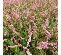 6 x Renouée à bougies - Persicaria amplexicaulis 'Pink Elephant' - pot 9cm x 9cm