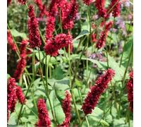 6 x Renouée à la bougie - Persicaria amplexicaulis 'Fats Domino' - pot 9cm x 9cm