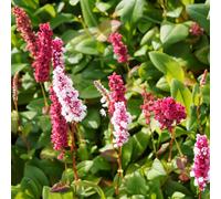 6 x Renouée des escargots 'Kabouter' - Persicaria affinis 'Kabouter' - pot 9cm x 9cm