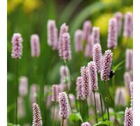 6 x Renouée du Japon - Persicaria bistorta 'superba' - pot 9cm x 9cm