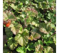 6 x ronce - rubus 'betty ashburner' - godet 9x9 cm